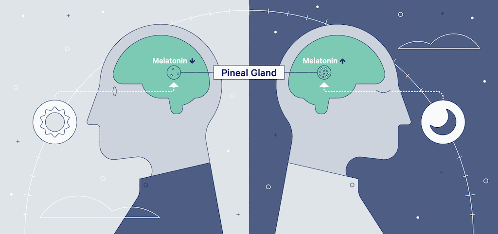 How does melatonin work